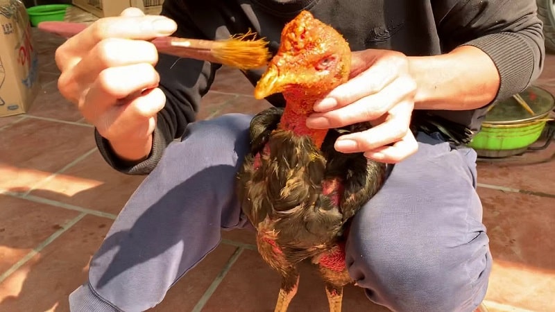 Tiến hành vô nghệ cho gà để da được dày, đỏ và hạn chế bị thương trong quá trình giao chiến