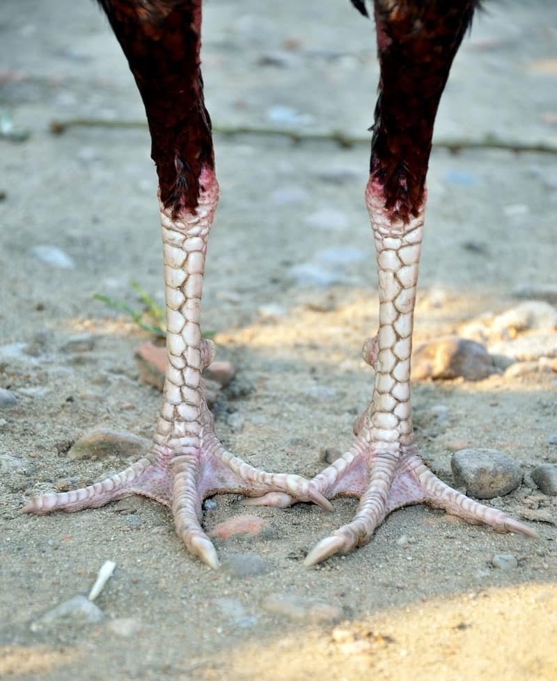 Gà ô chân trắng sở hữu đặc điểm ngoại hình lông đen, chân trắng dễ nhận diện